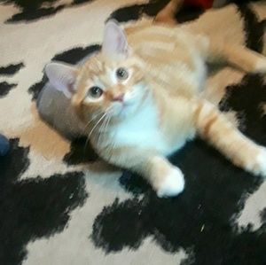 Meet your Posher, Miranda